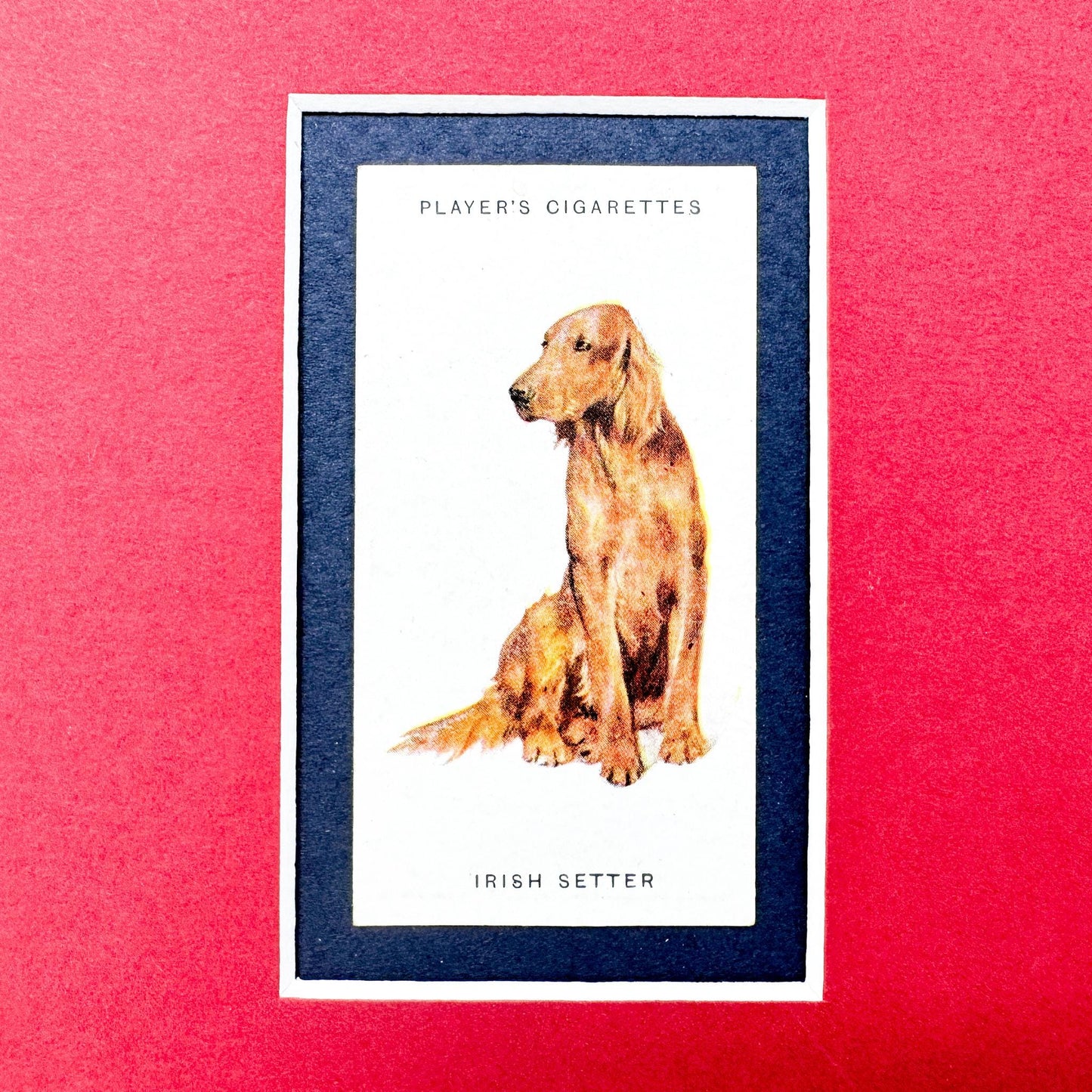 Framed Antique Dog Cigarette Card c. 1929, Irish Setter