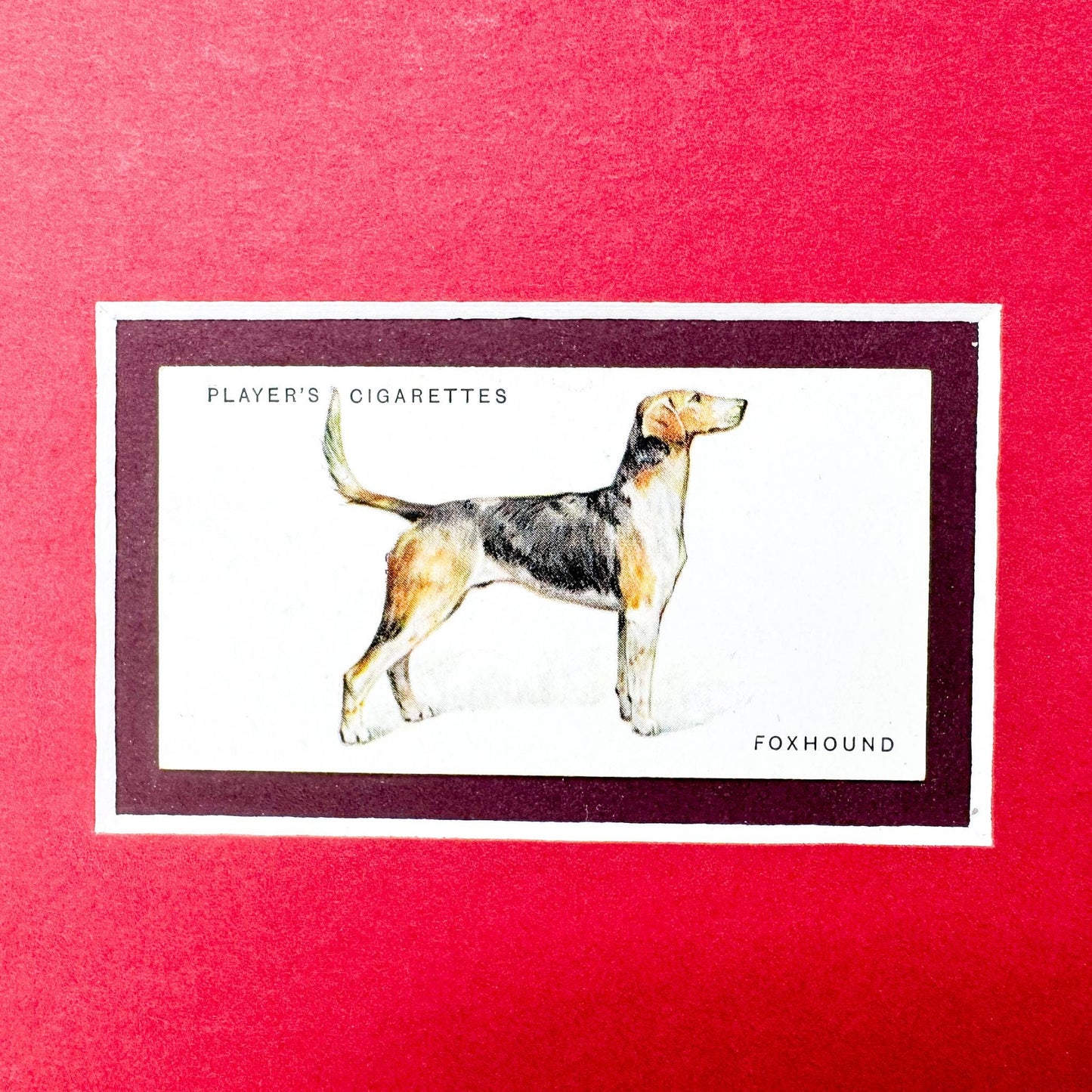 Framed Dog Antique Cigarette Card c. 1931, Beagle