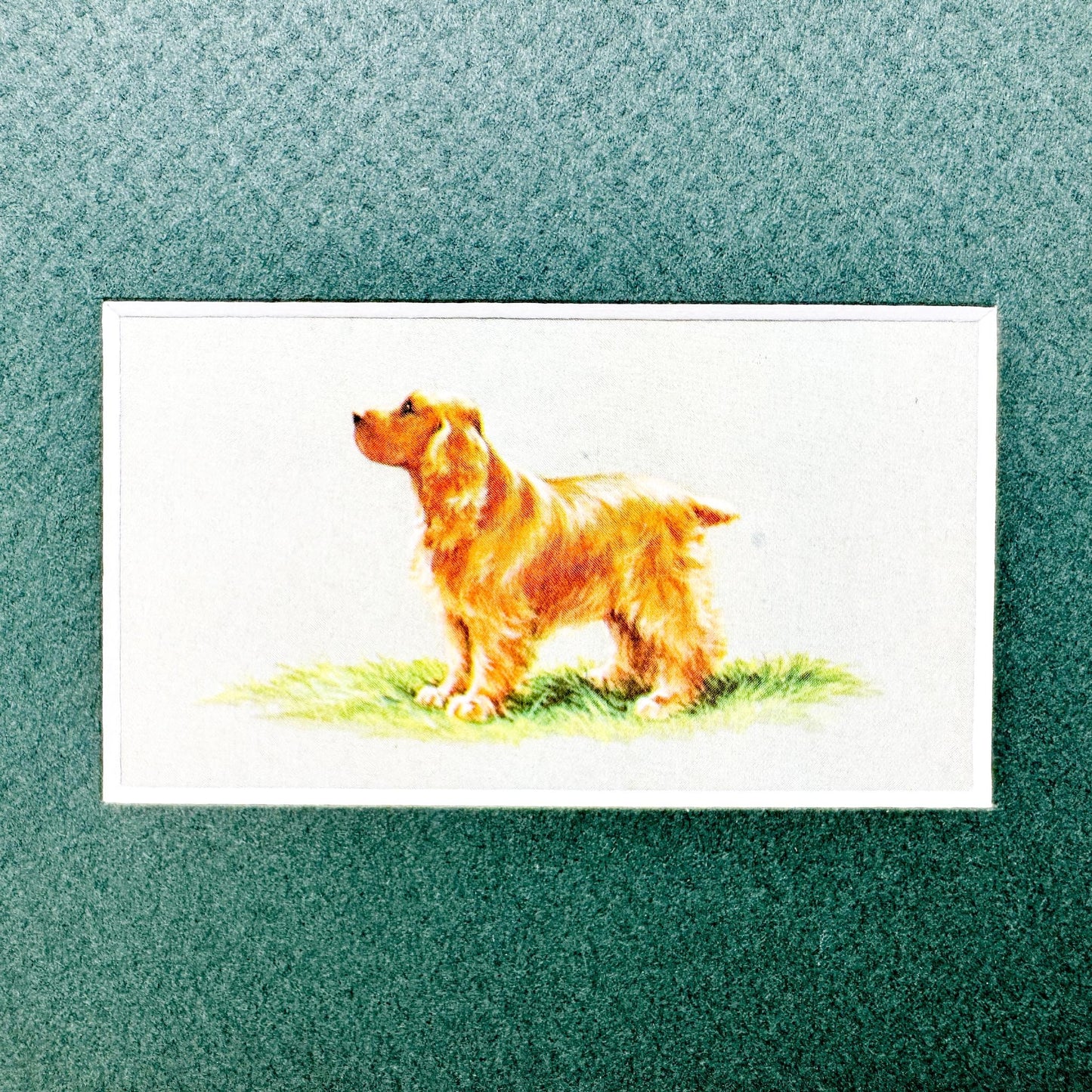 Framed Dog Vintage Cigarette Card c. 1971, Cocker Spaniel