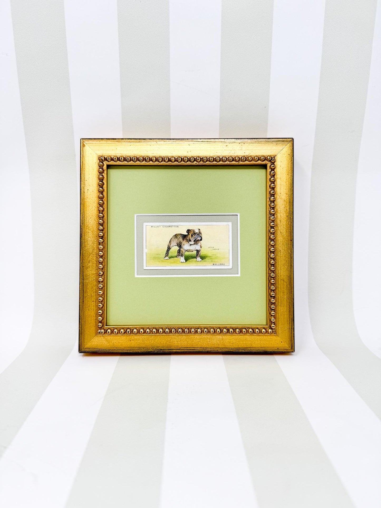 Framed Vintage Dog Cigarette Card c. 1937, Bulldog