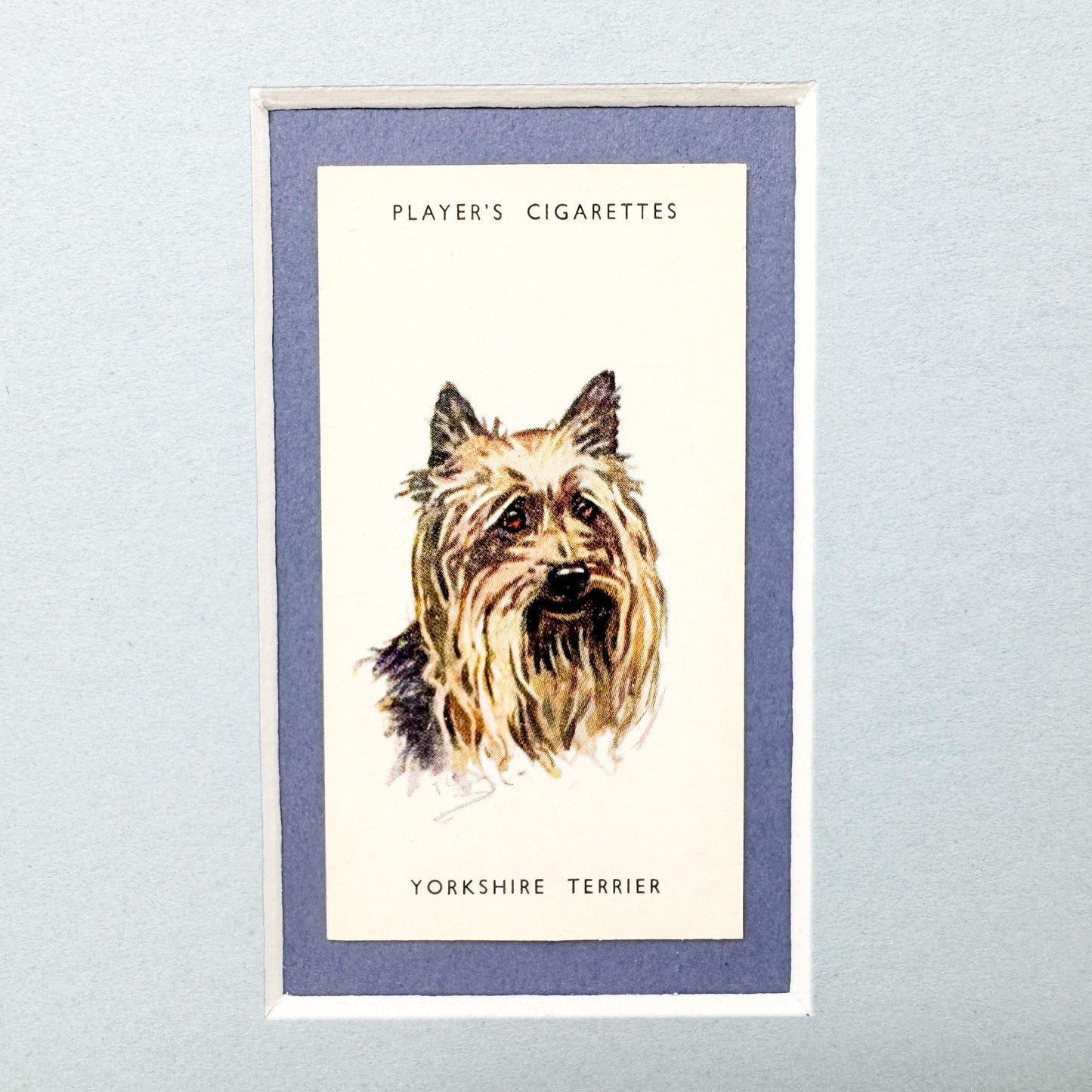 Framed Antique Dog Cigarette Card c. 1929, Yorkshire Terrier
