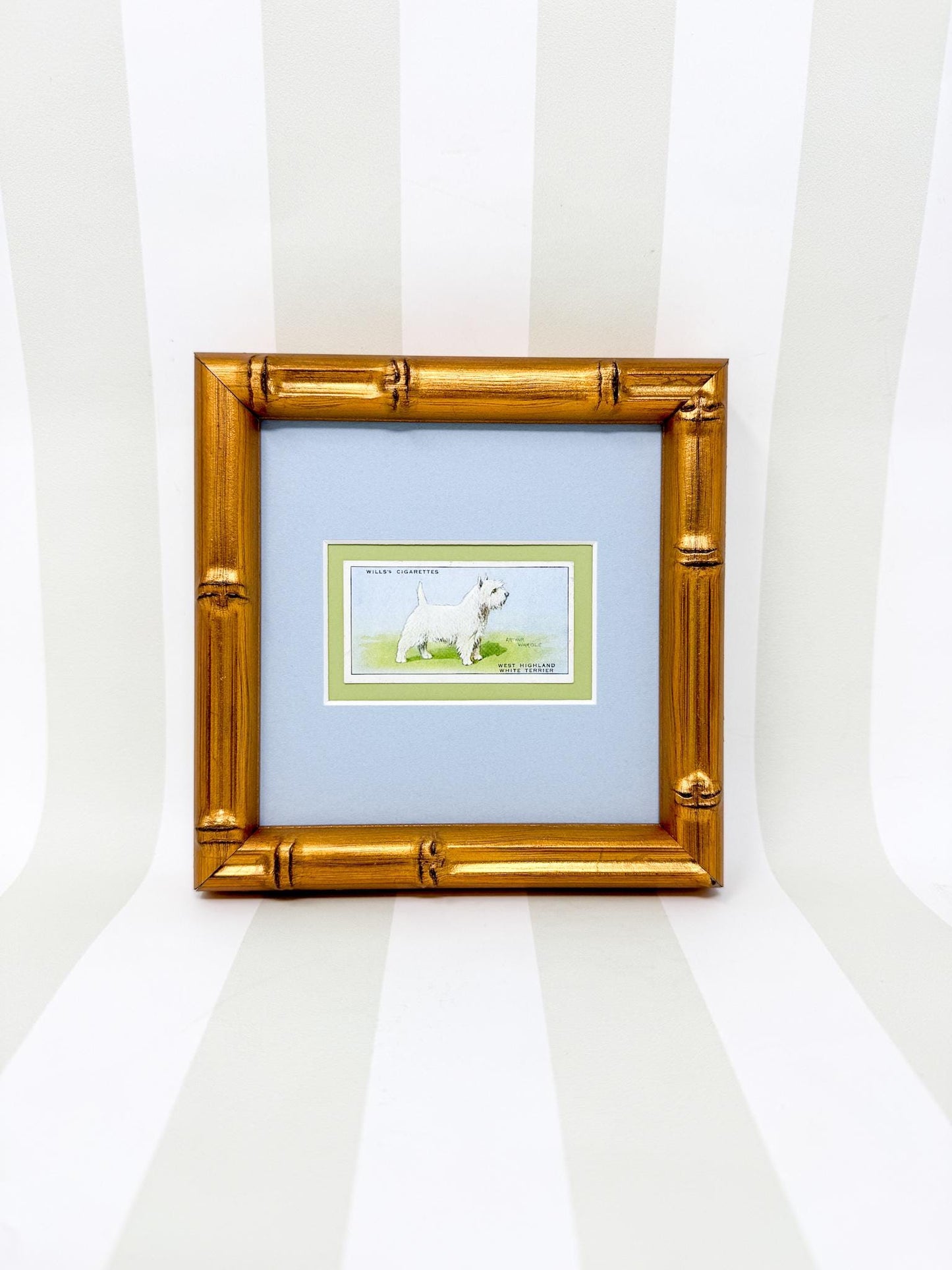 Framed Vintage Dog Cigarette Card c. 1937, West Highland Terrier