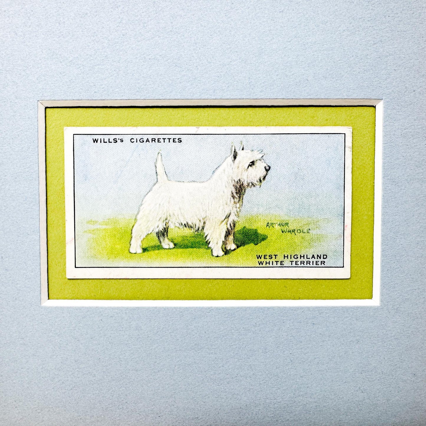 Framed Vintage Dog Cigarette Card c. 1937, West Highland Terrier