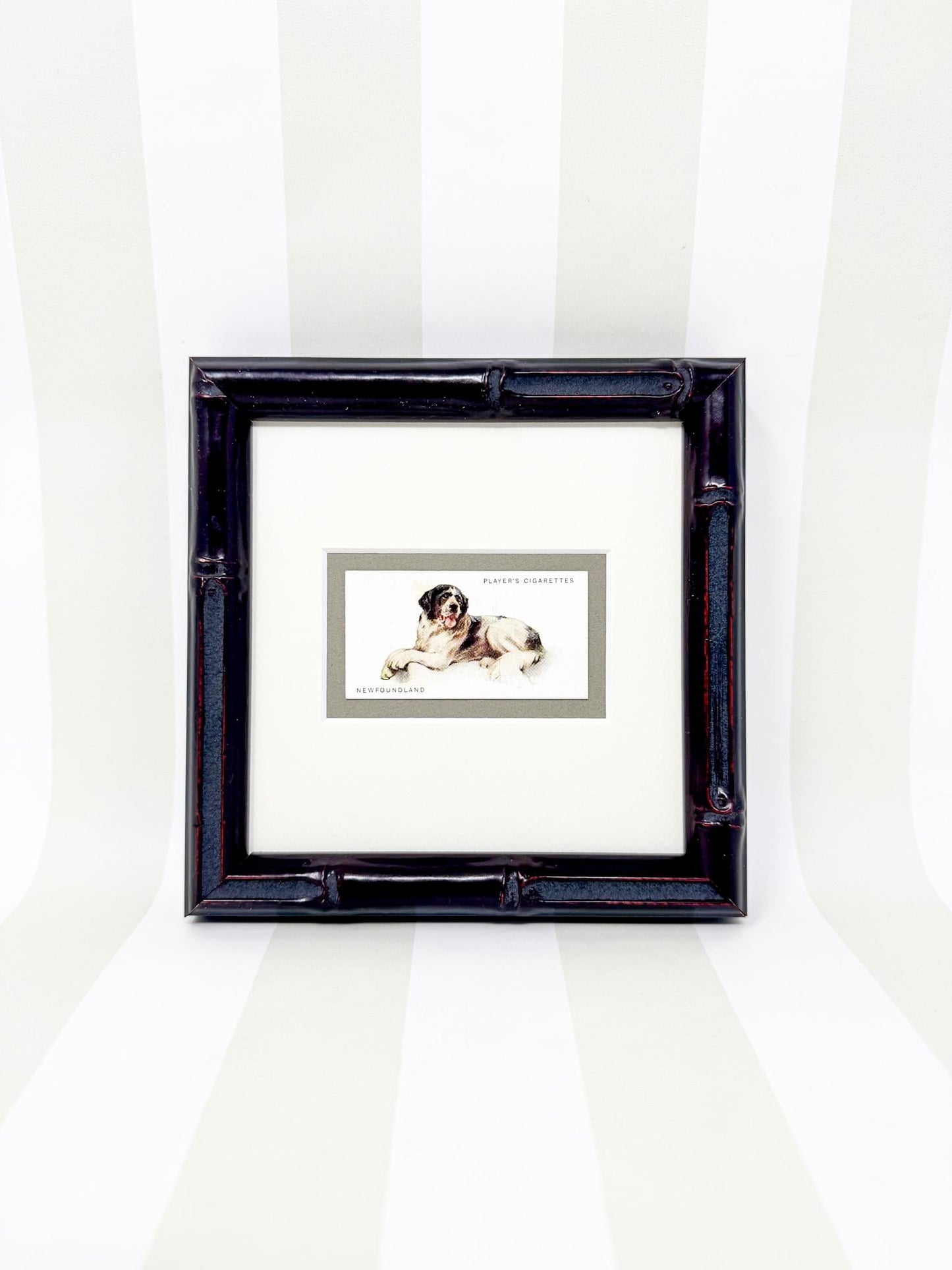 Framed Dog Antique Cigarette Card c. 1931, Newfoundland