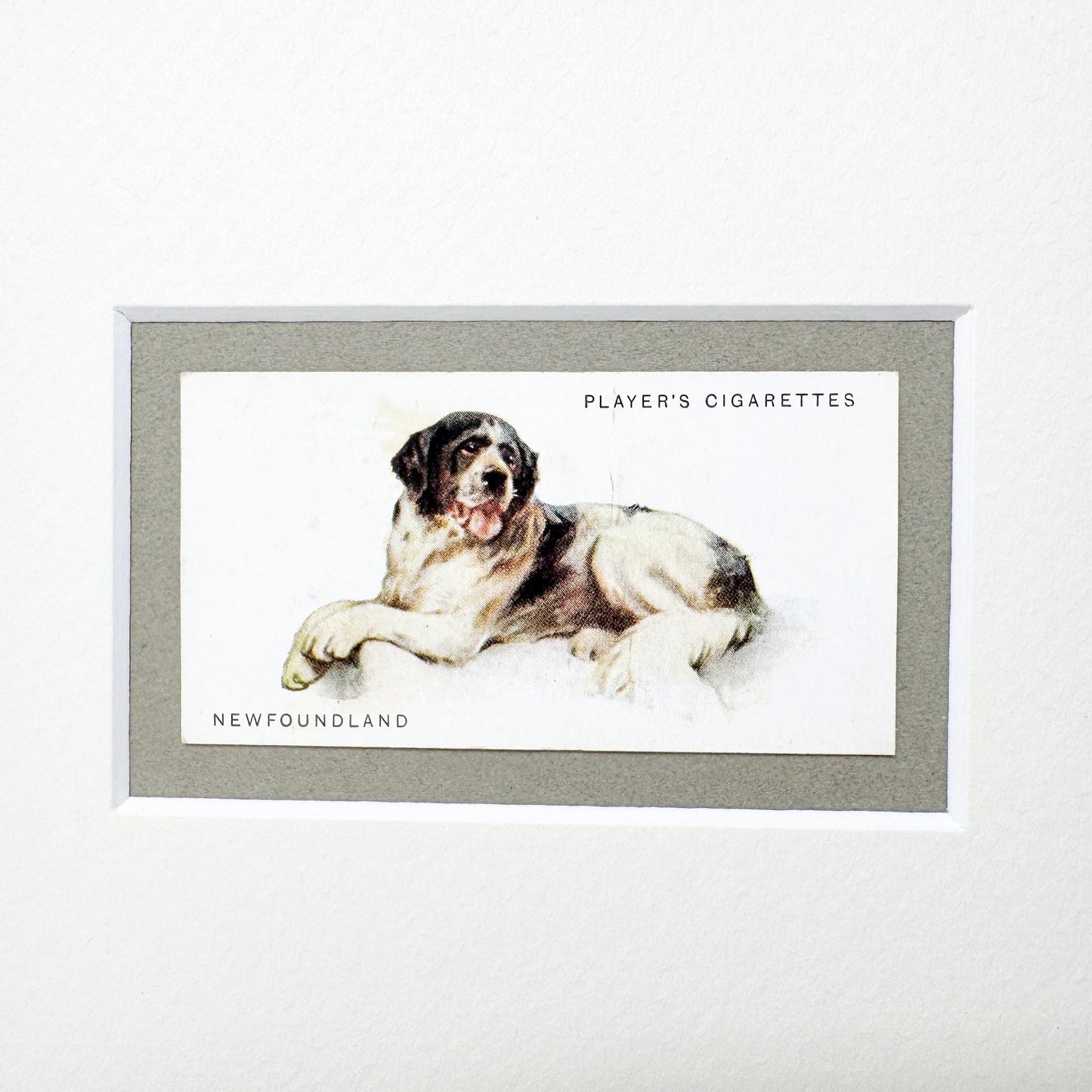Framed Dog Antique Cigarette Card c. 1931, Newfoundland