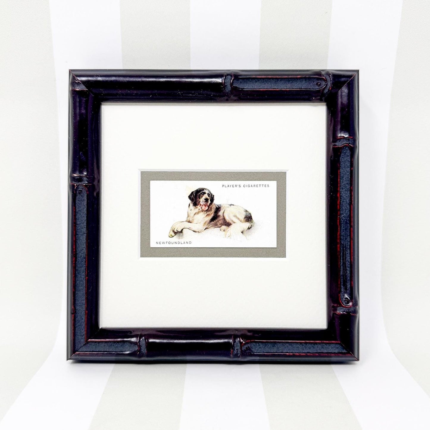 Framed Dog Antique Cigarette Card c. 1931, Newfoundland