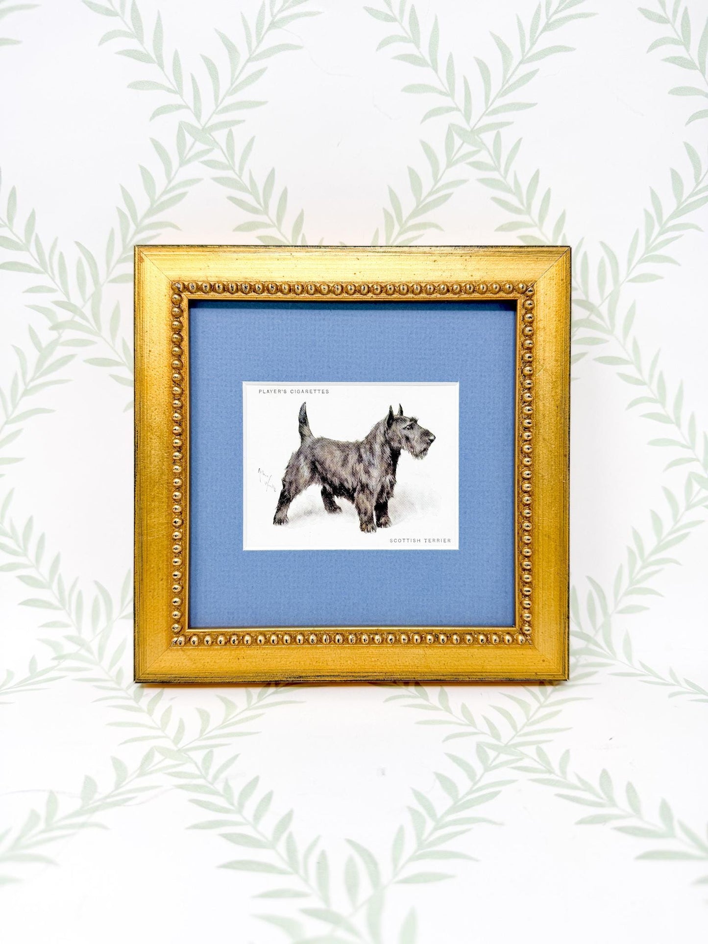 Framed Antique Dog Cigarette Card c. 1933, Scottish Terrier