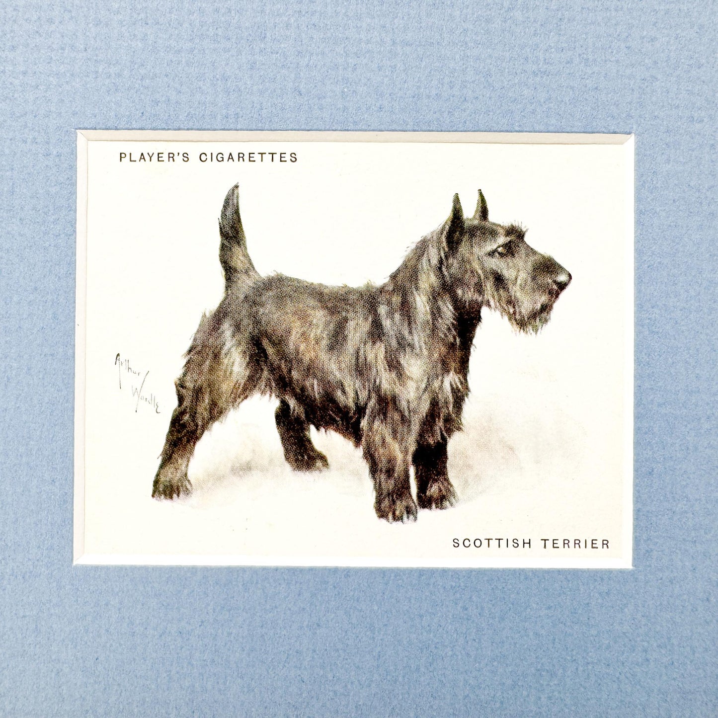 Framed Antique Dog Cigarette Card c. 1933, Scottish Terrier