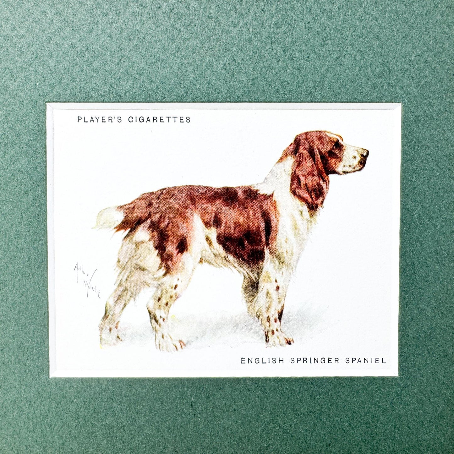 Framed Antique Dog Cigarette Card c. 1933, English Springer Spaniel