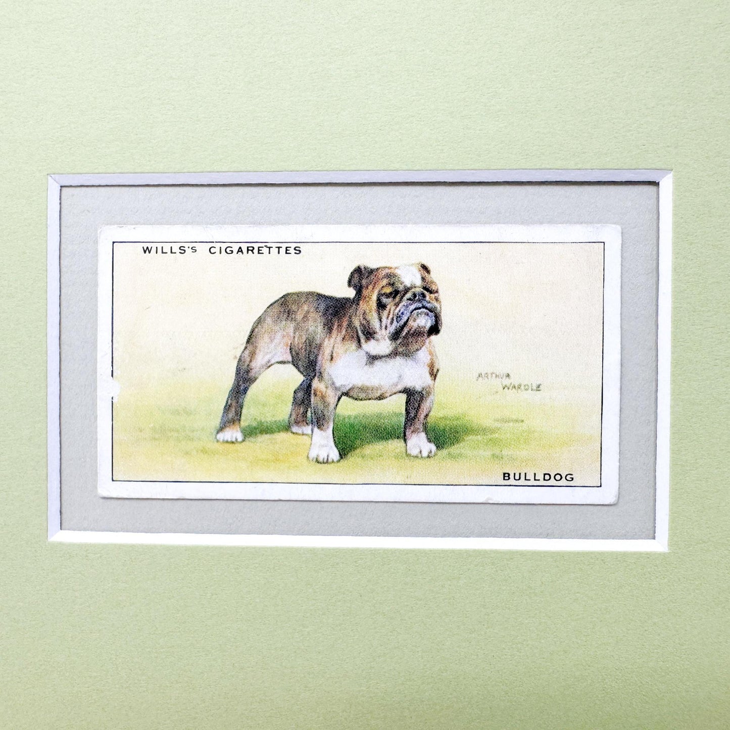 Framed Vintage Dog Cigarette Card c. 1937, Bulldog