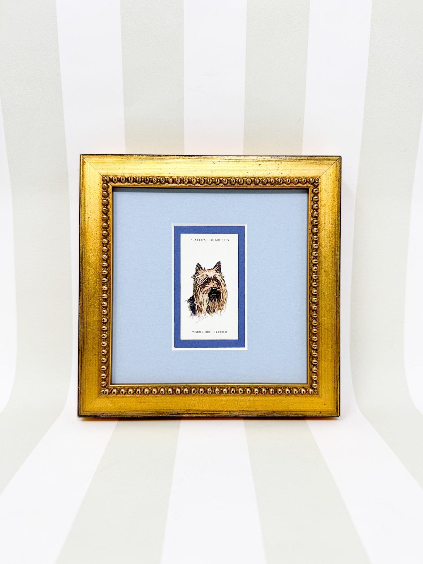 Framed Antique Dog Cigarette Card c. 1929, Yorkshire Terrier