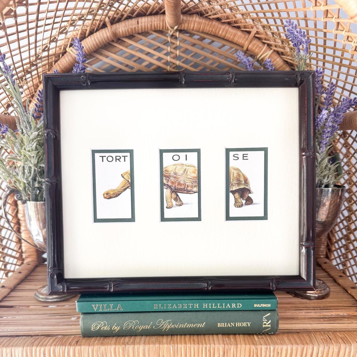 Framed Vintage Animalloys Cigarette Card c. 1934, Tortoise