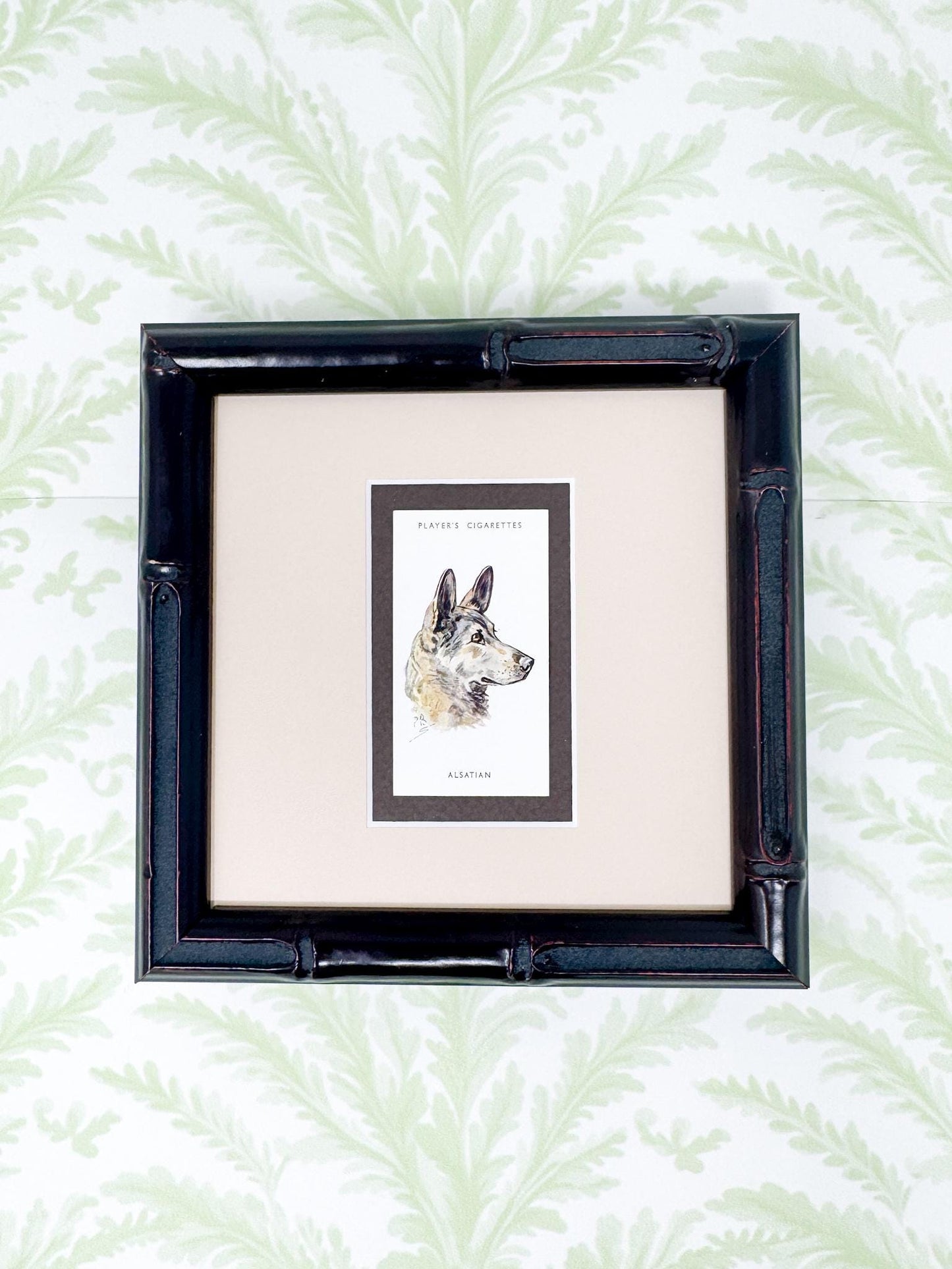 Framed Antique Dog Cigarette Card c. 1929, Alsatian (German Shepherd)