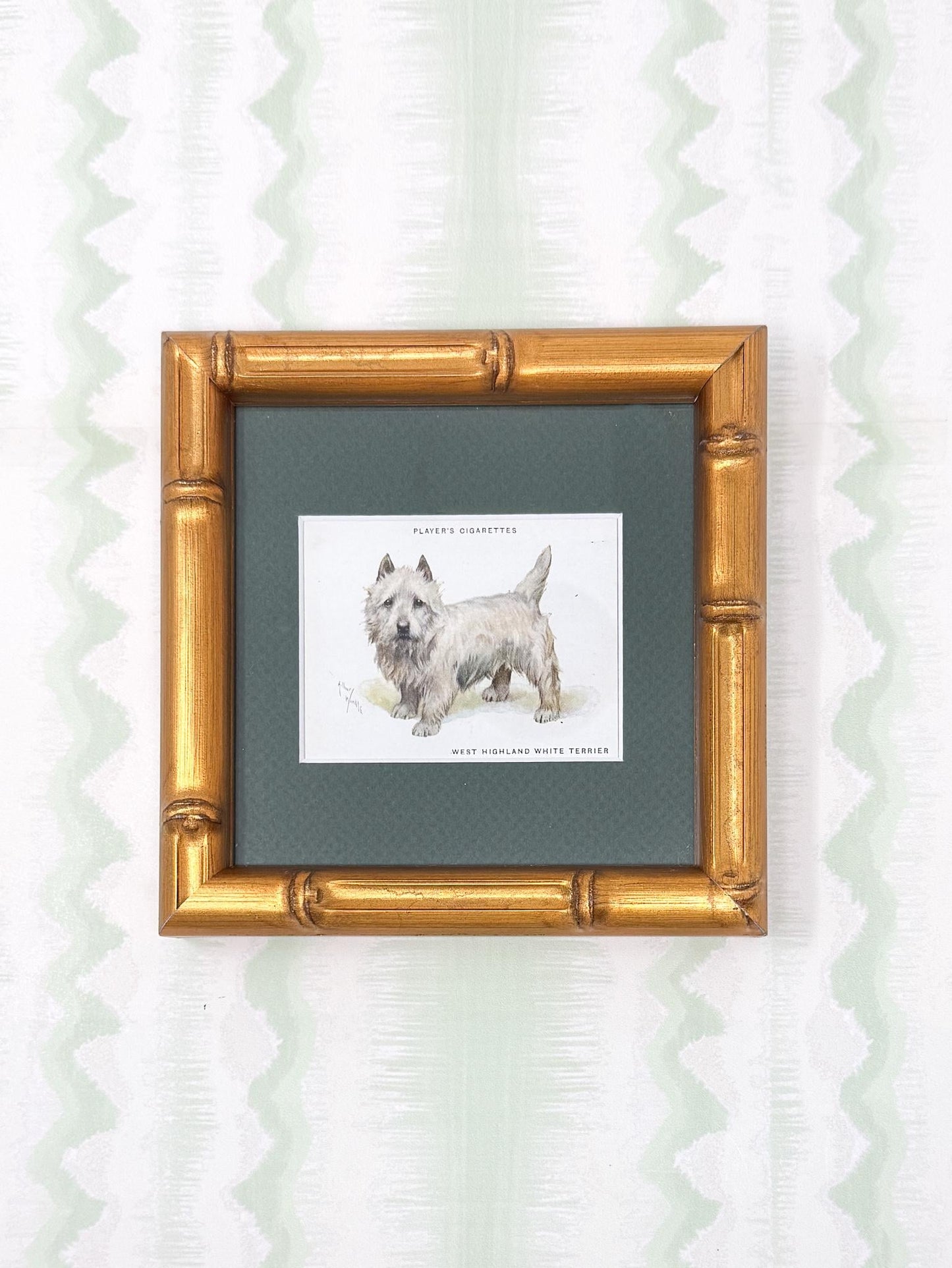 Framed Antique Dog Cigarette Card c. 1933, West Highland White Terrier