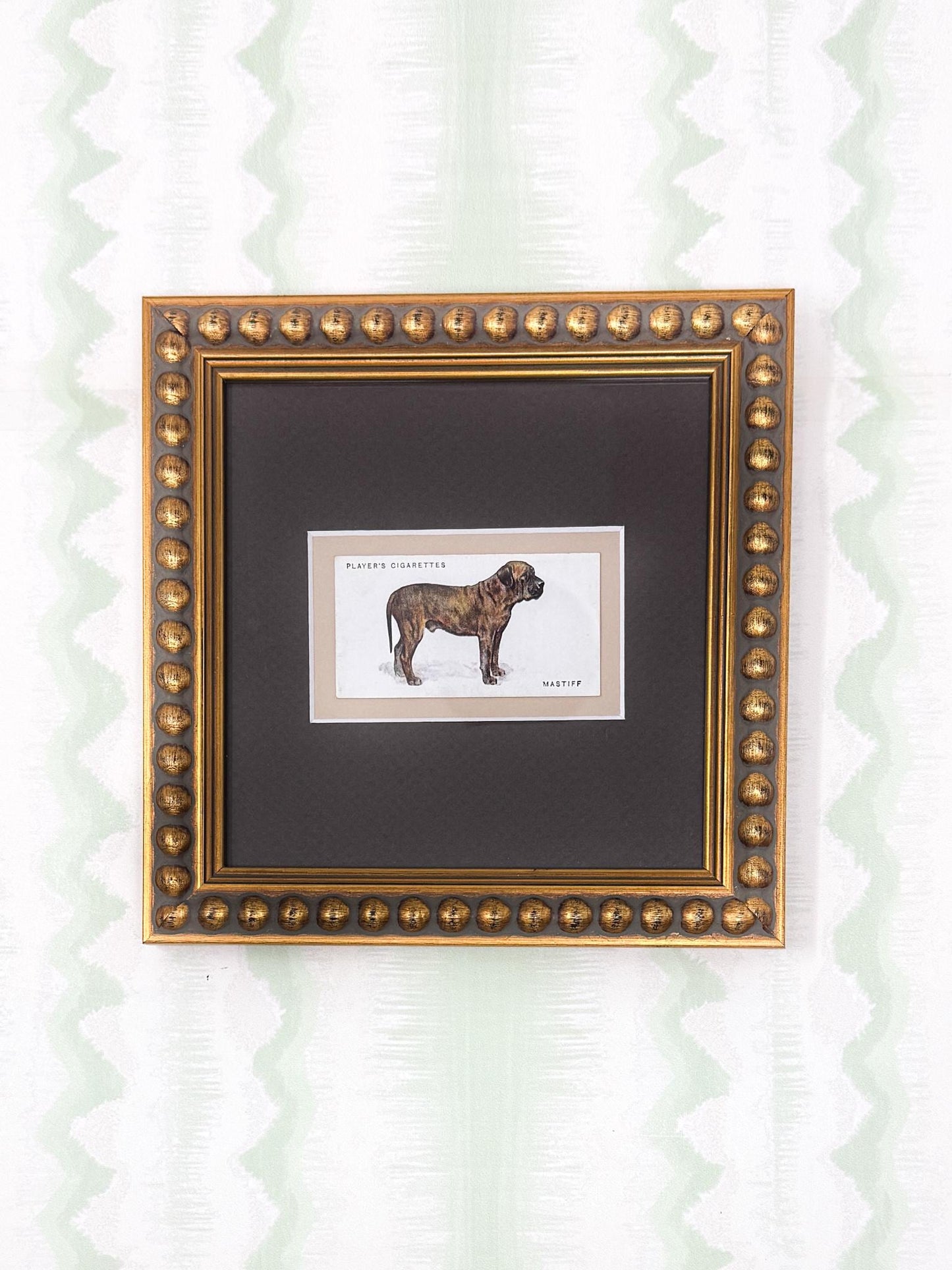 Framed Dog Antique Cigarette Card c. 1931, Mastiff