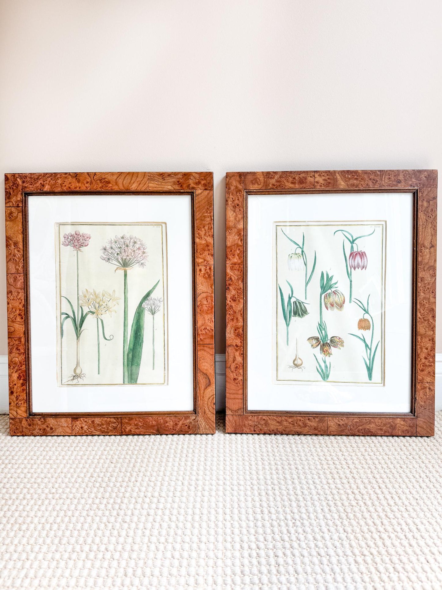 Framed Antique Floral Lithograph, c. 1771, Alliums
