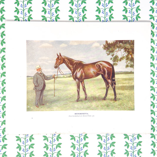 Antique British Horse Plate - c. 1912 - Cassell's Book of The Horse