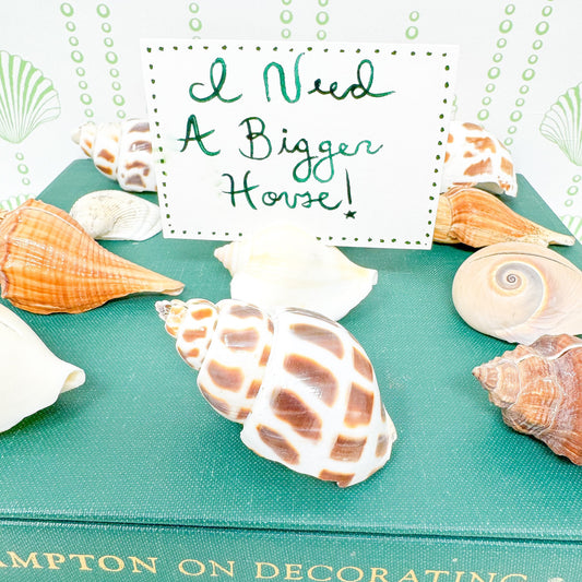 Vintage Sea Shell Place Card Holders