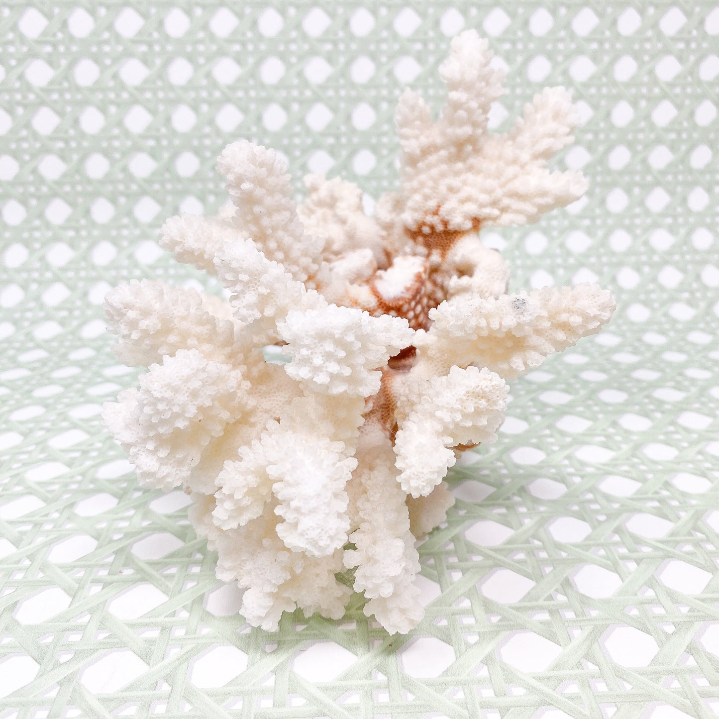 Natural Real White Coral - Beach House Decor