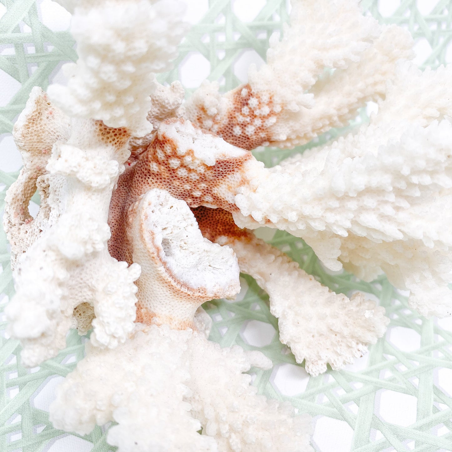 Natural Real White Coral - Beach House Decor