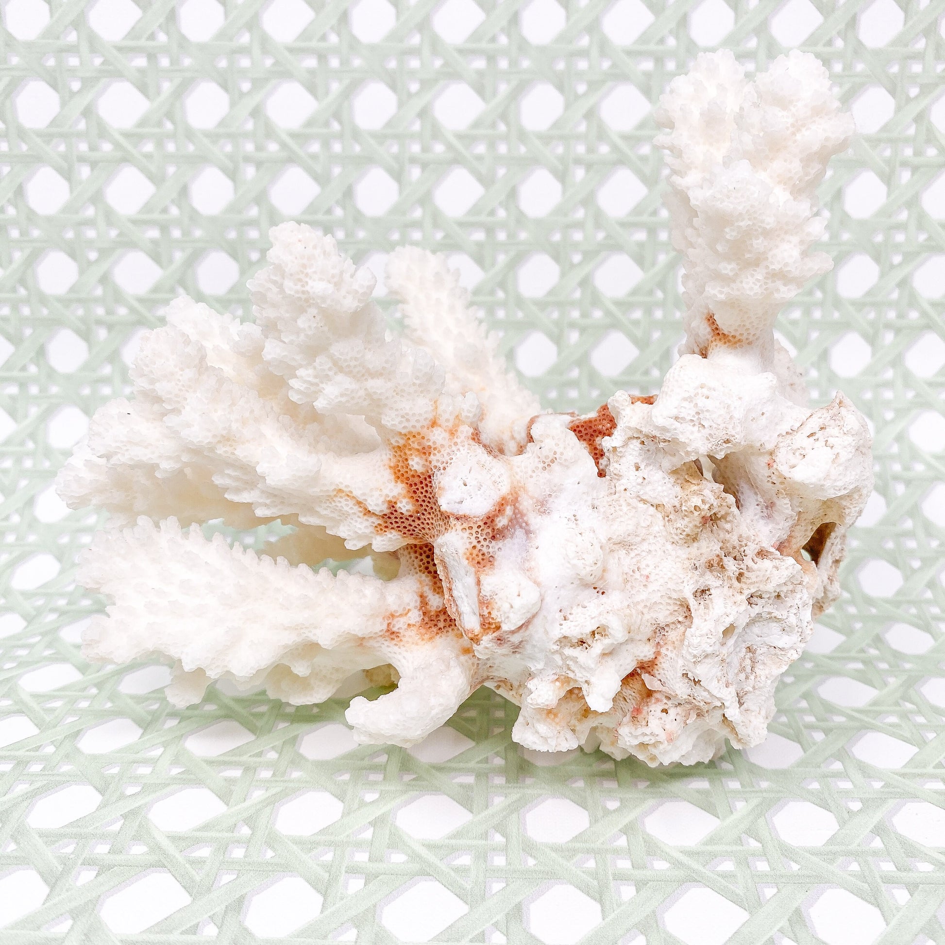 Natural Real White Coral - Beach House Decor