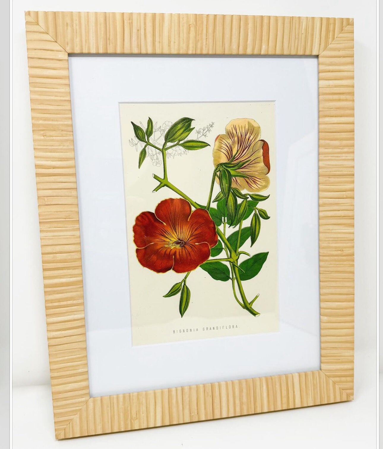 Set of 4 Framed Antique Flower Lithographs