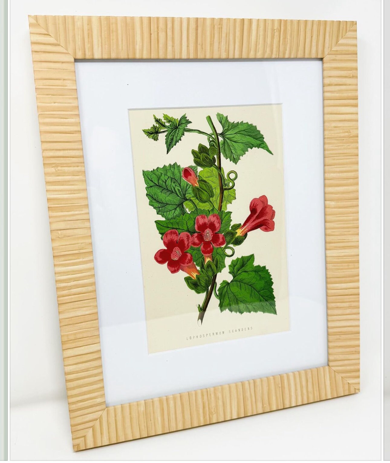 Set of 4 Framed Antique Flower Lithographs