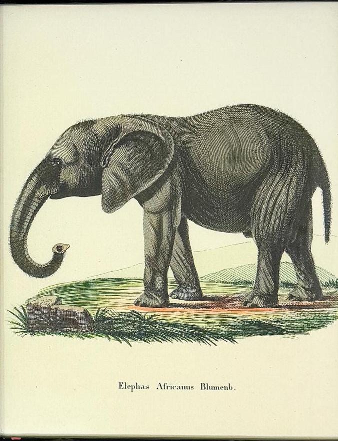 Bamboo Framed Elephant Lithograph Print