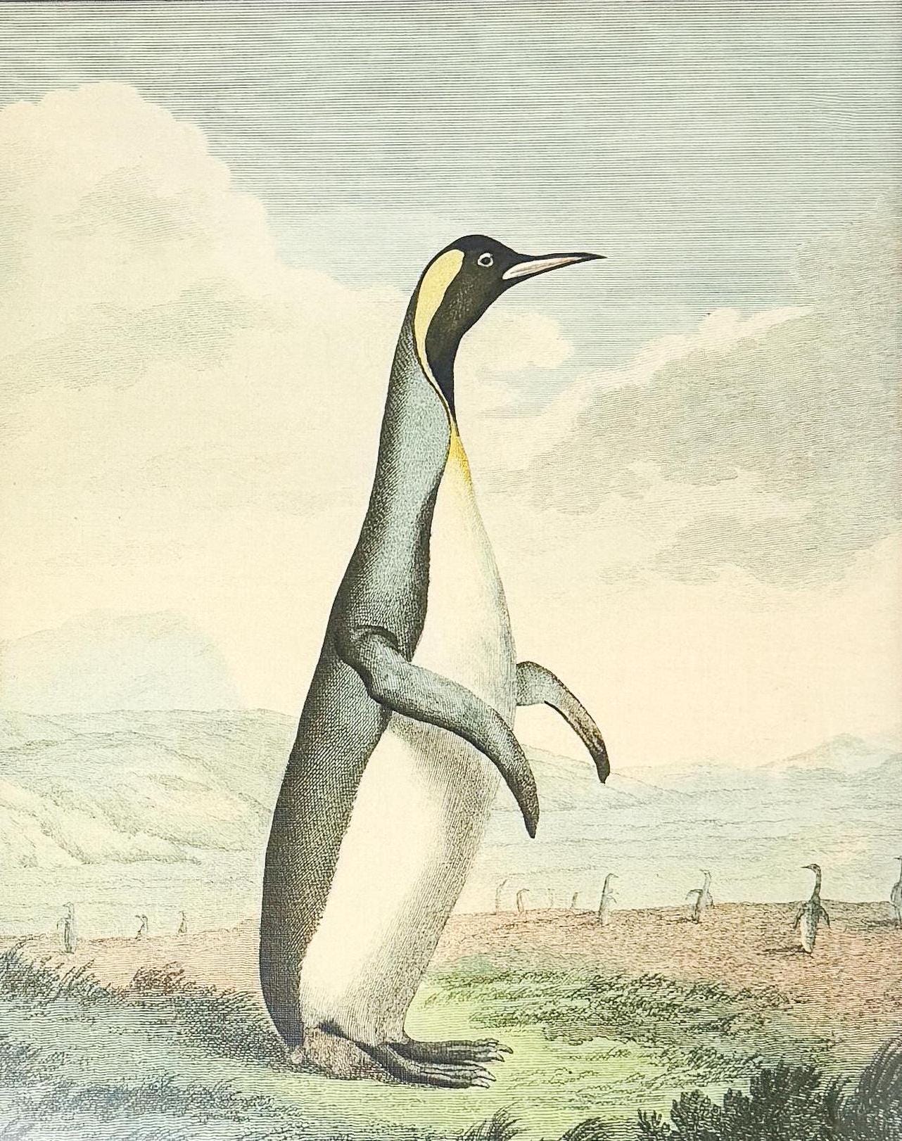 Bamboo Framed Penguin Lithograph Print