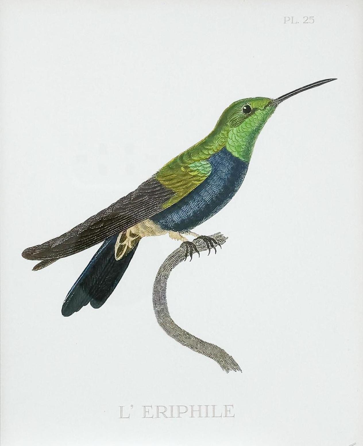 Hummingbird Lithograph Print in Gold Frame - 8x10"