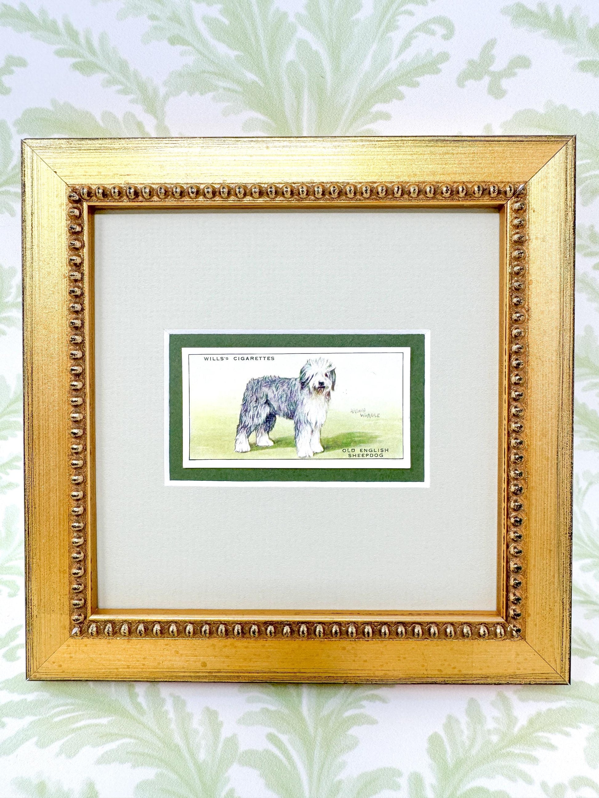 Framed English Sheepdog Antique Cigarette Card c. 1937