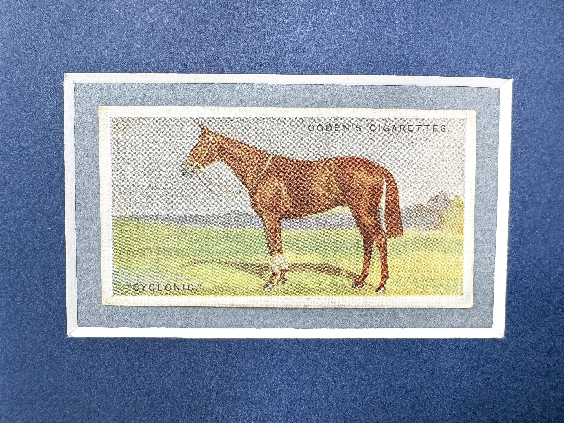 Framed Antique Race Horse Derby Cigarette Card c. 1928, Cyclonic