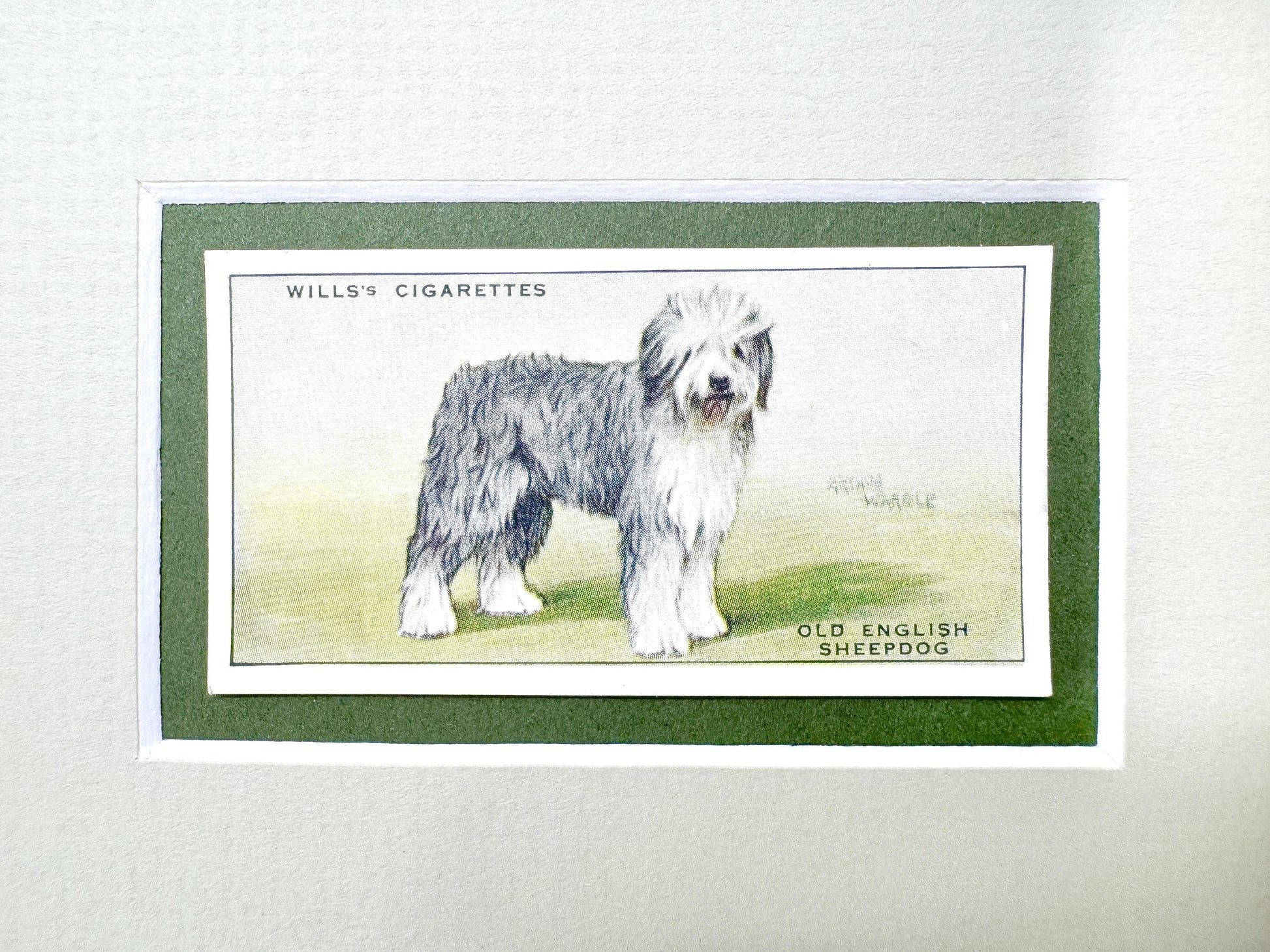 Framed English Sheepdog Antique Cigarette Card c. 1937