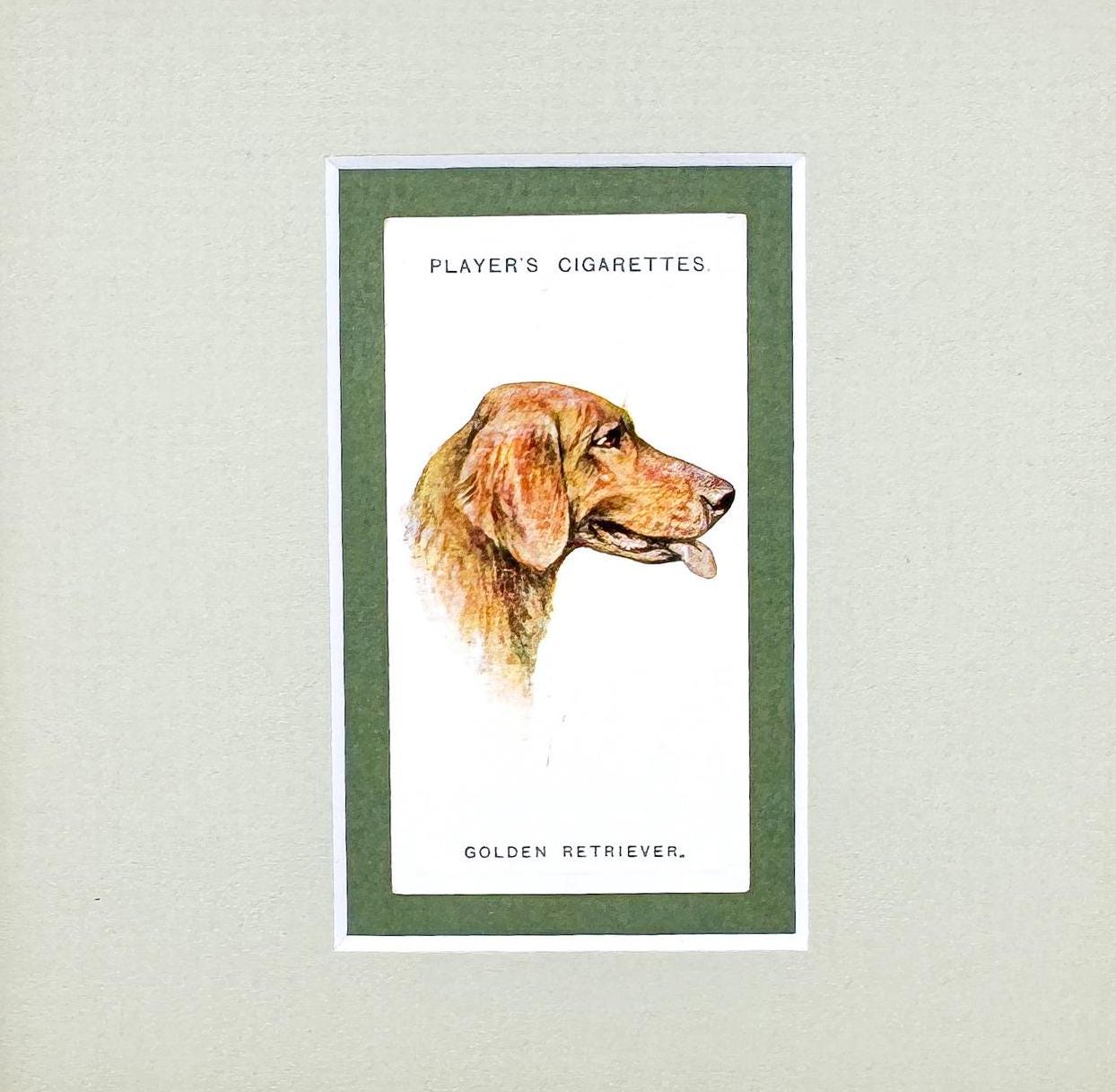 Framed Antique Dog Cigarette Card c. 1929, Golden Retriever