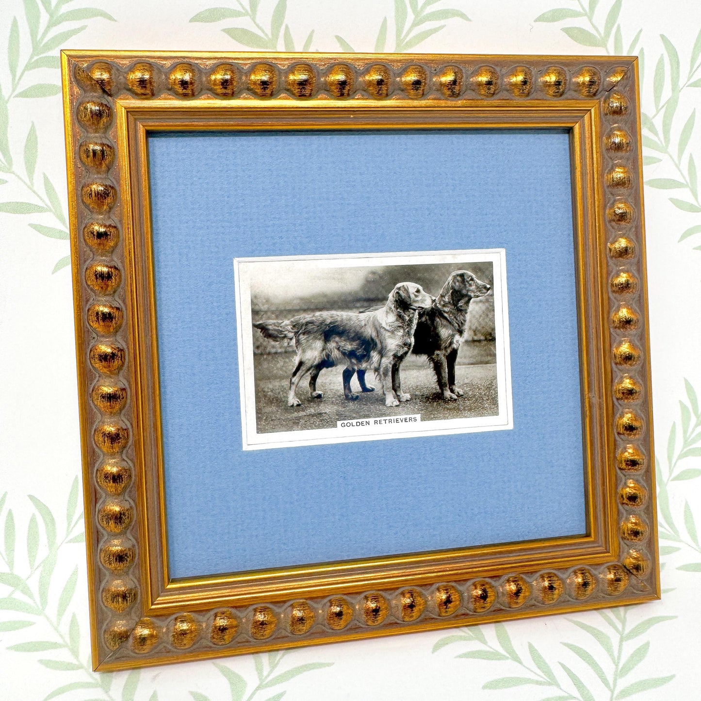 Framed Vintage Dog Cigarette Card c. 1939, Golden Retriever