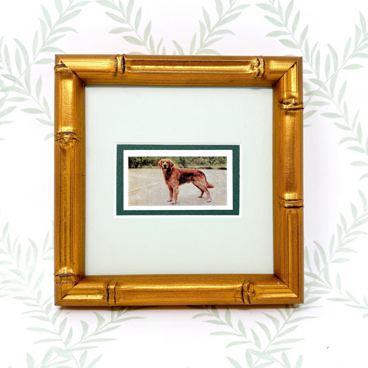 Framed Vintage Dog Cigarette Card, Golden Retriever