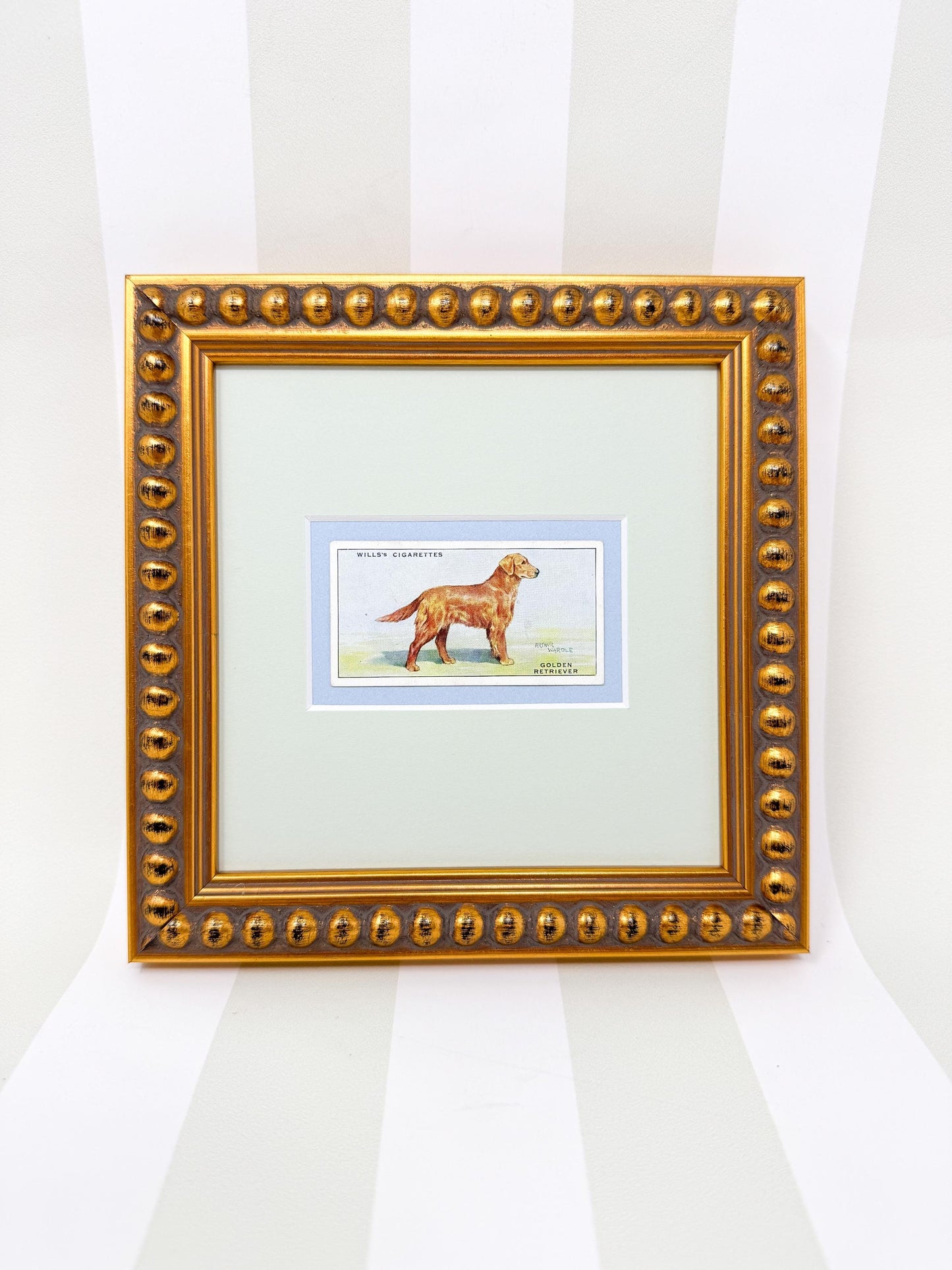 Framed Vintage Dog Cigarette Card c. 1937, Golden Retriever