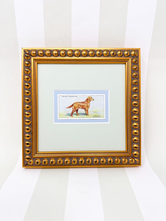 Framed Vintage Dog Cigarette Card c. 1937, Golden Retriever