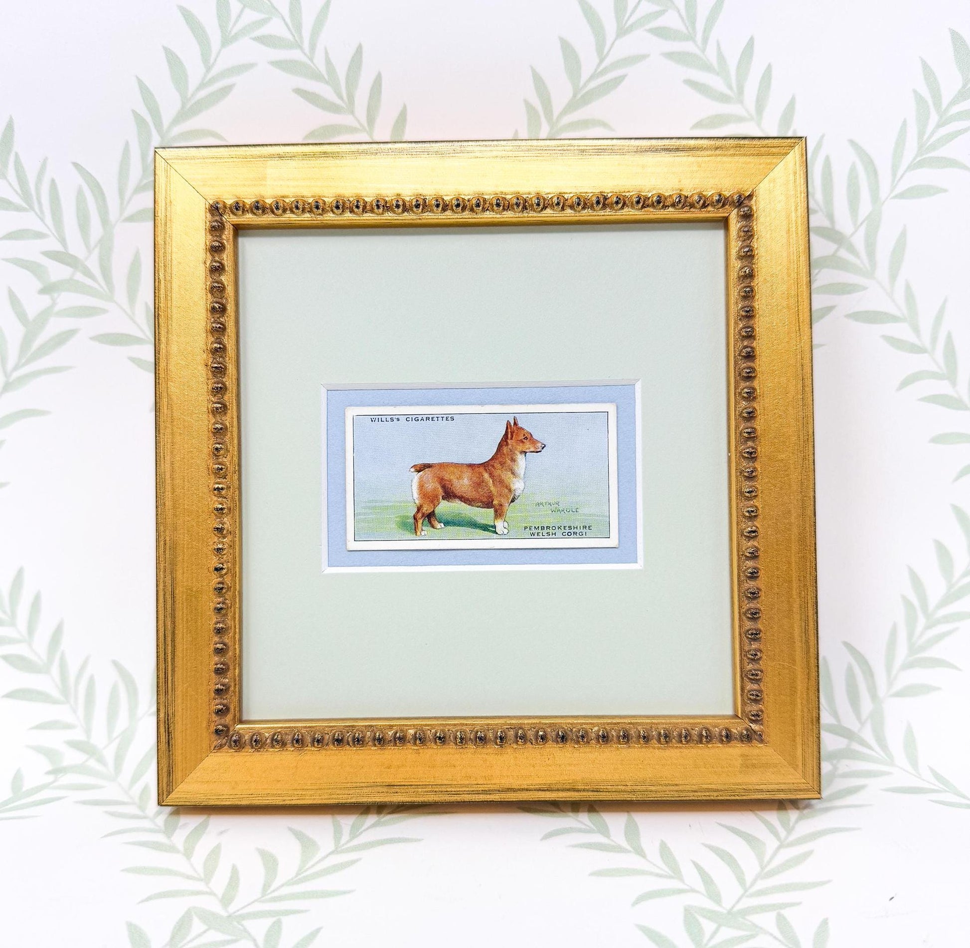 Framed Antique Dog Cigarette Card c. 1937, Welsh Corgi