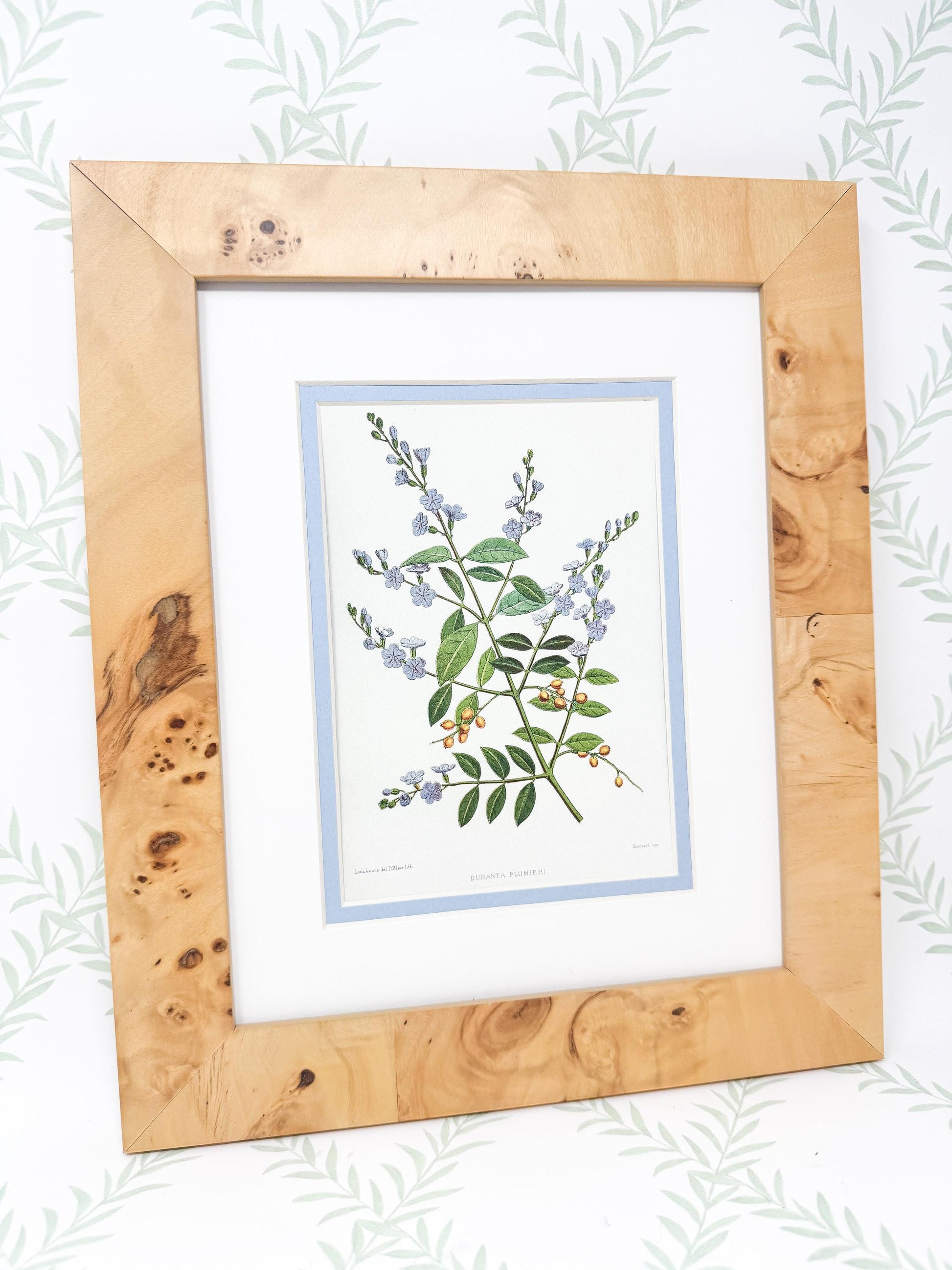 Burlwood Framed Botanical Print, Blue Skyflower