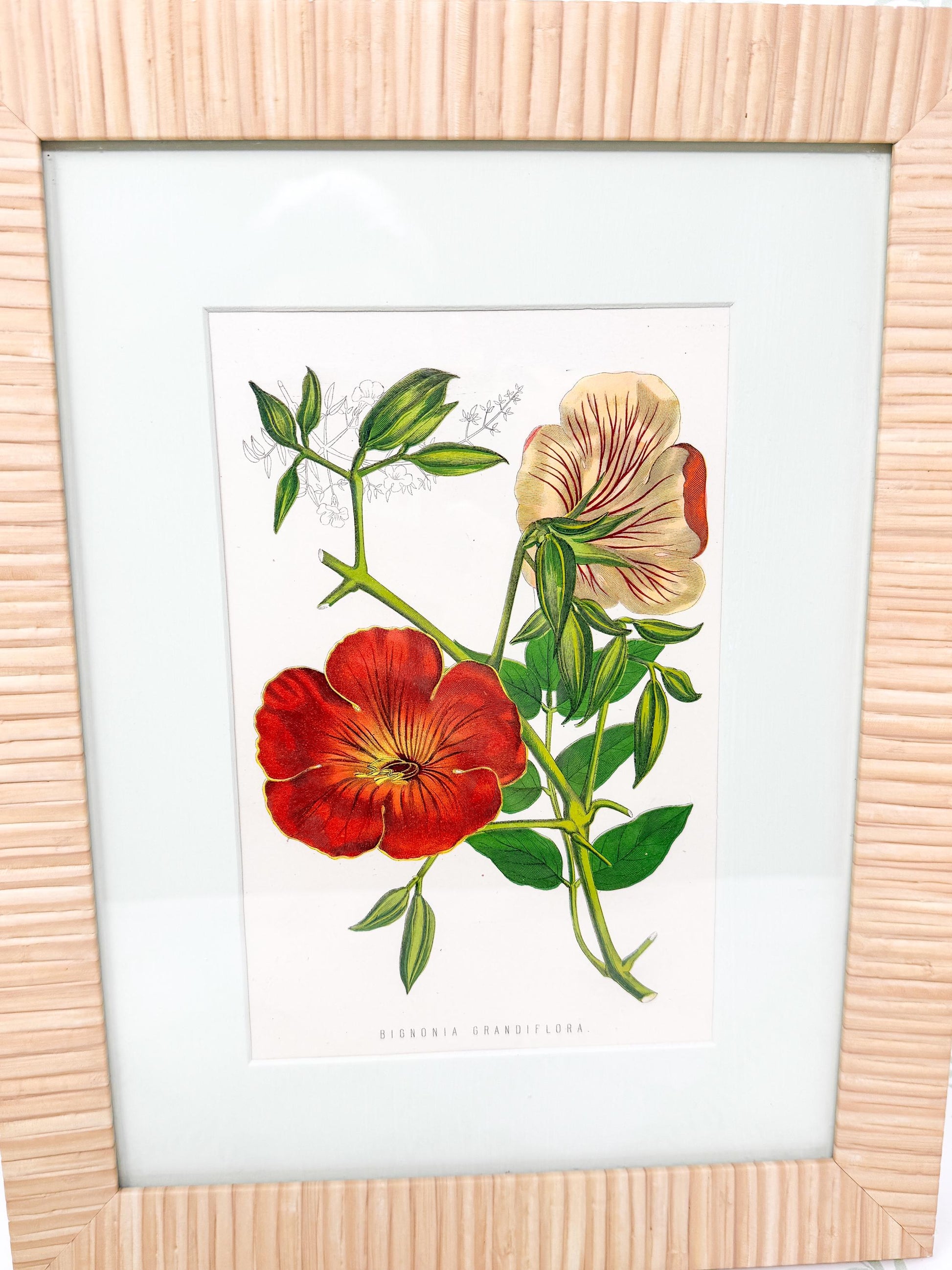 Framed Antique Flower Prints by James Ridgway c. 1800s, Set of 2