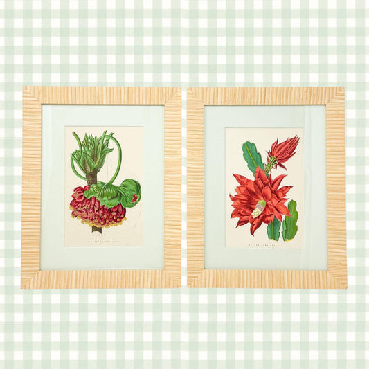 Framed Antique Flower Prints by James Ridgway c. 1800s, Set of 2