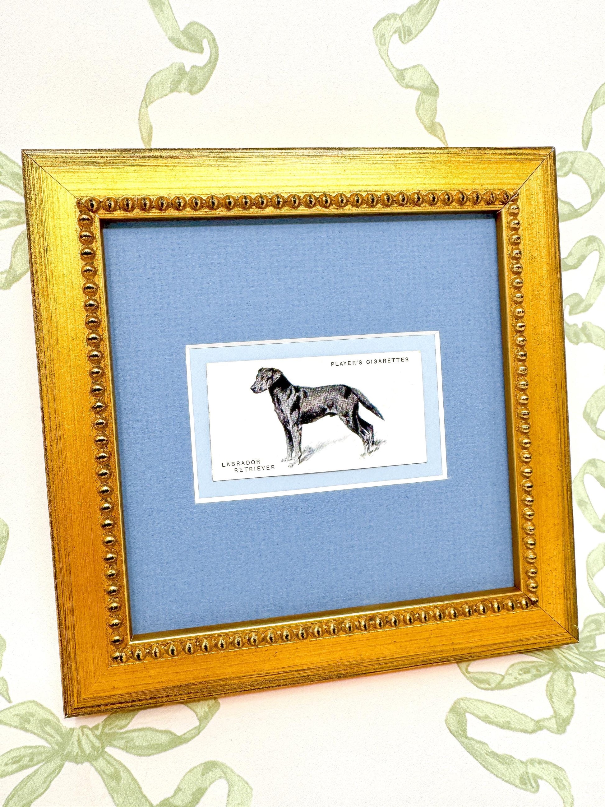 Framed Dog Antique Cigarette Card c. 1931, Black Labrador Retriever