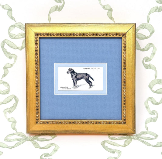 Framed Dog Antique Cigarette Card c. 1931, Black Labrador Retriever