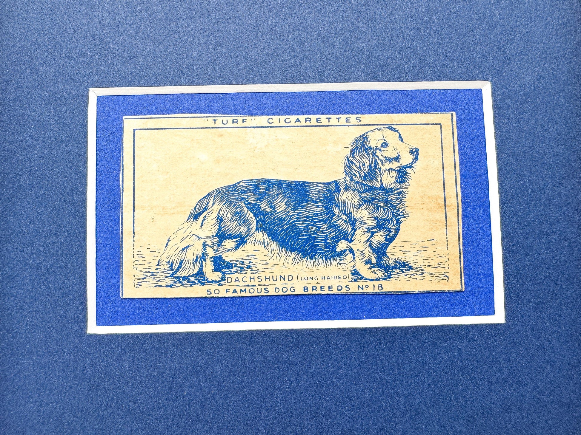 Framed Dog Antique Cigarette Card c. 1952, Long-Haired Dachshund