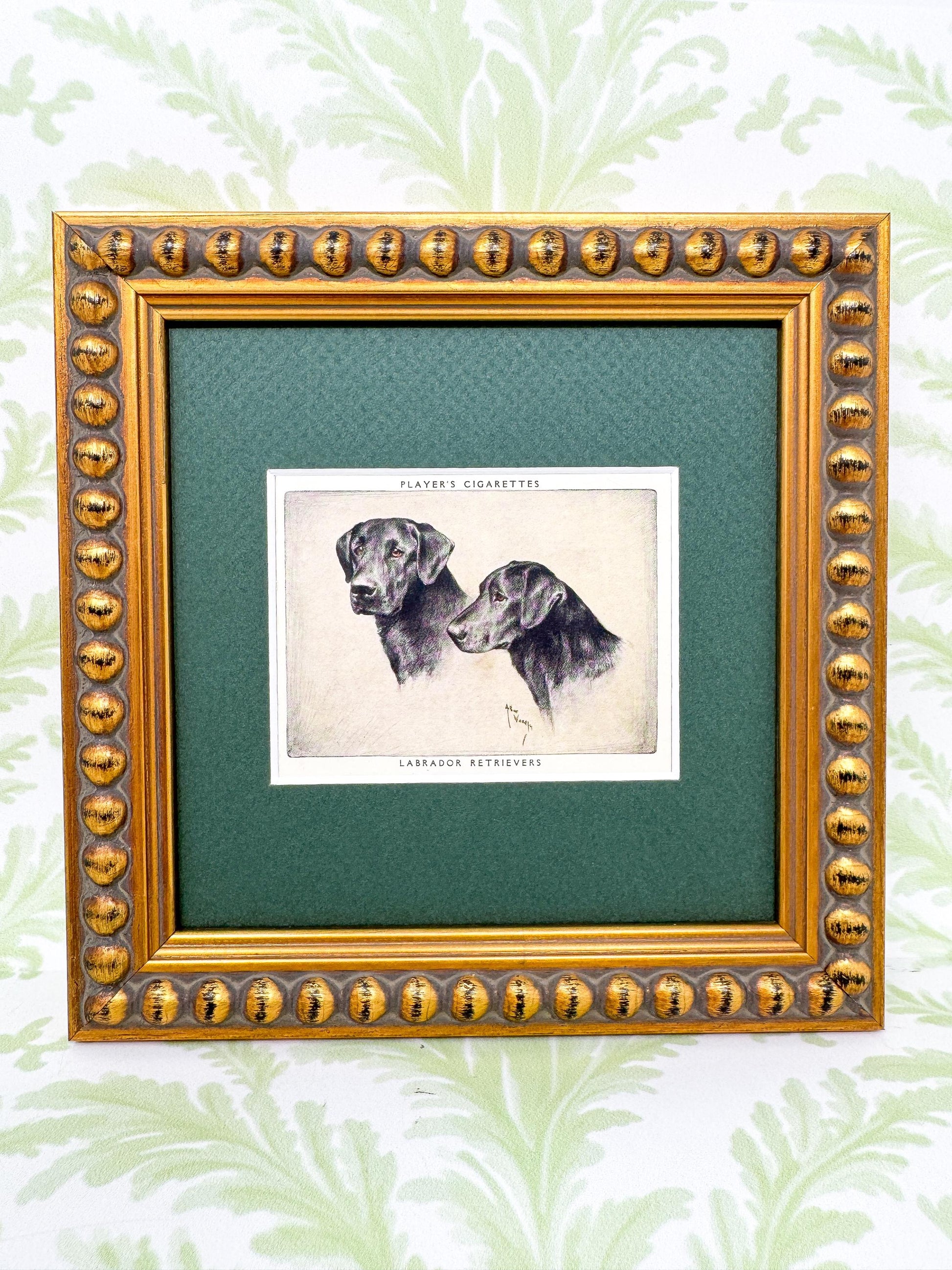 Framed Dog Vintage Cigarette Card c. 1955, Black Labrador Retriever