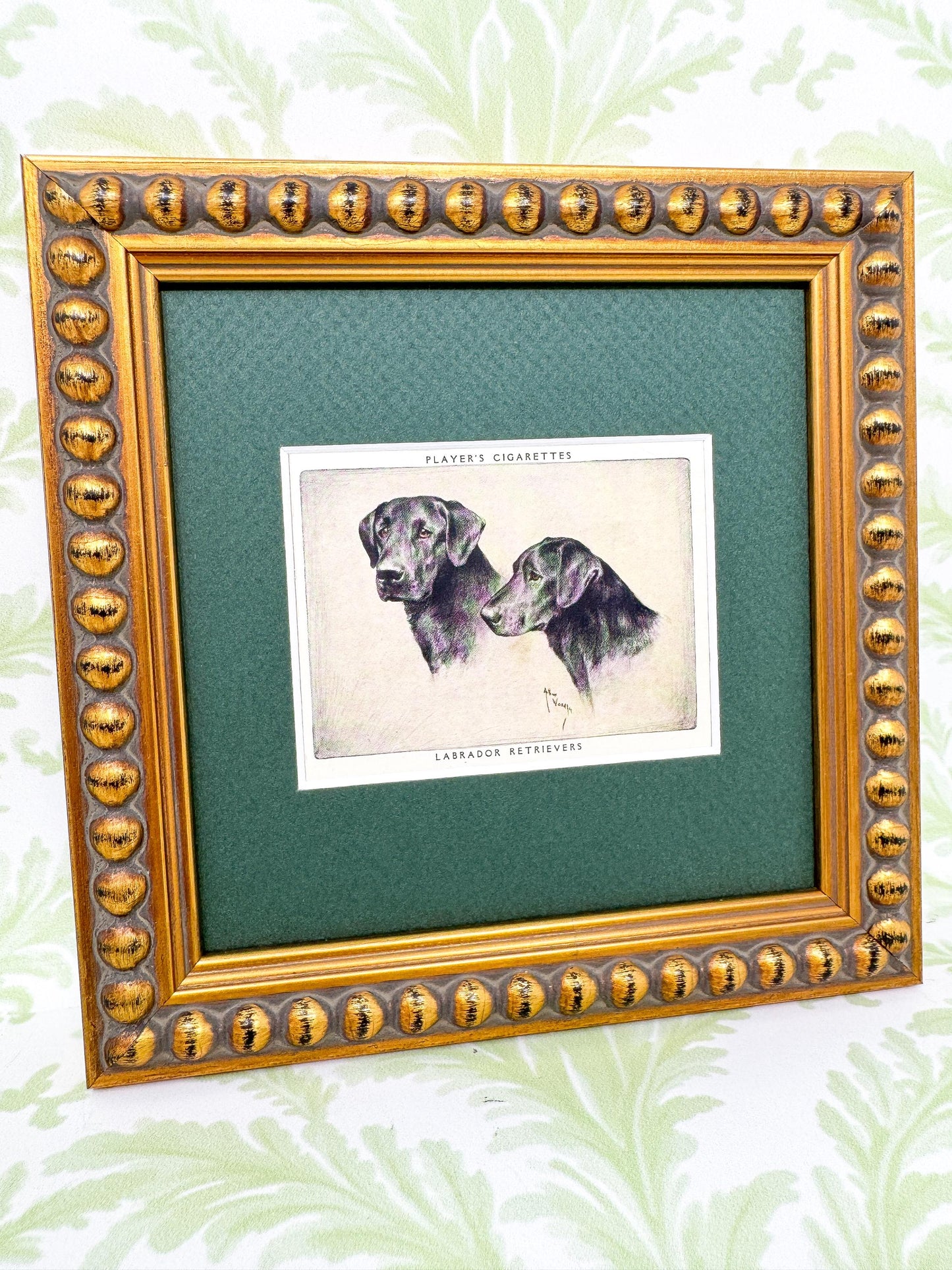 Framed Dog Vintage Cigarette Card c. 1955, Black Labrador Retriever