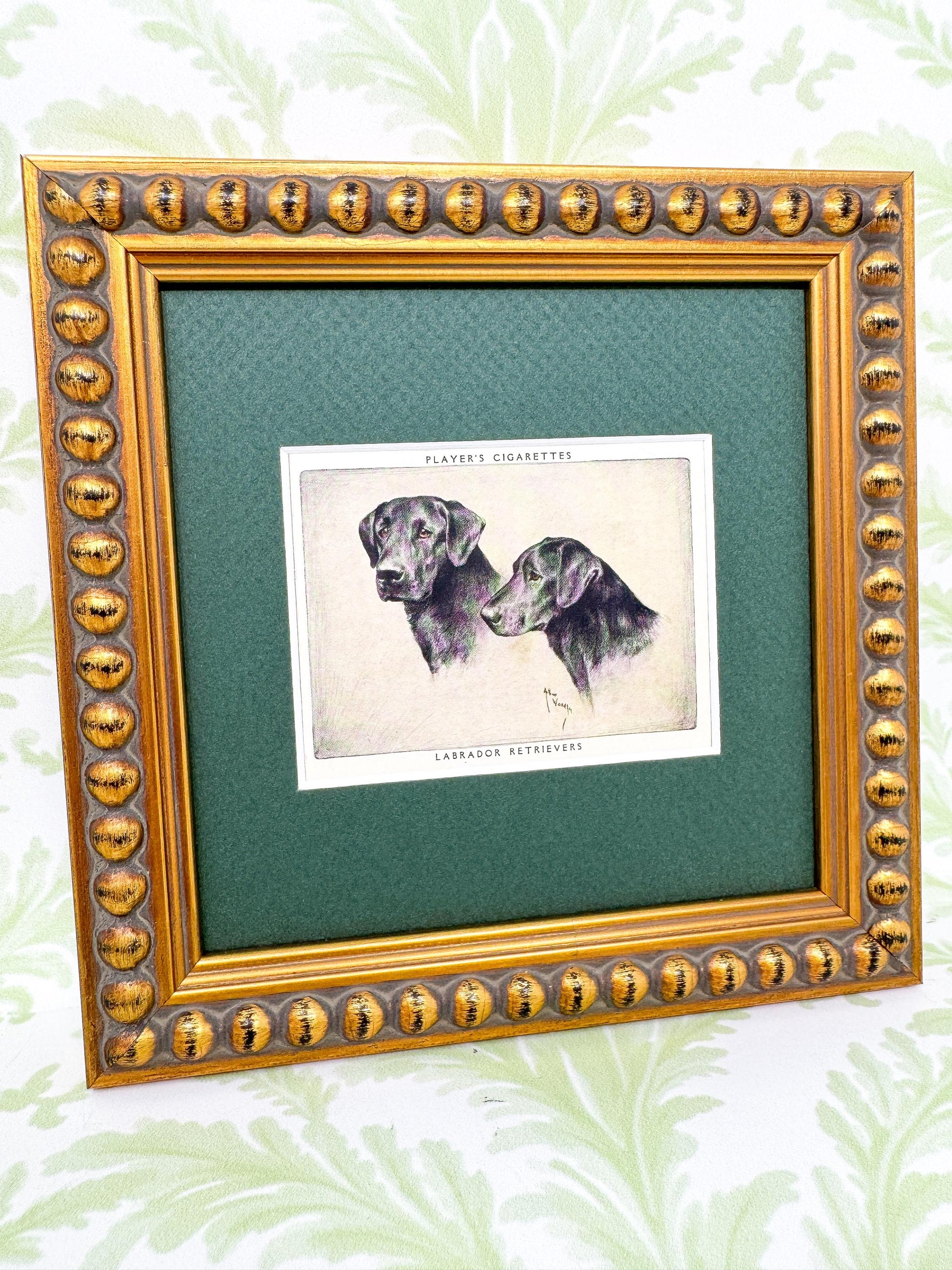 Framed Dog Vintage Cigarette Card c. 1955, Black Labrador Retriever