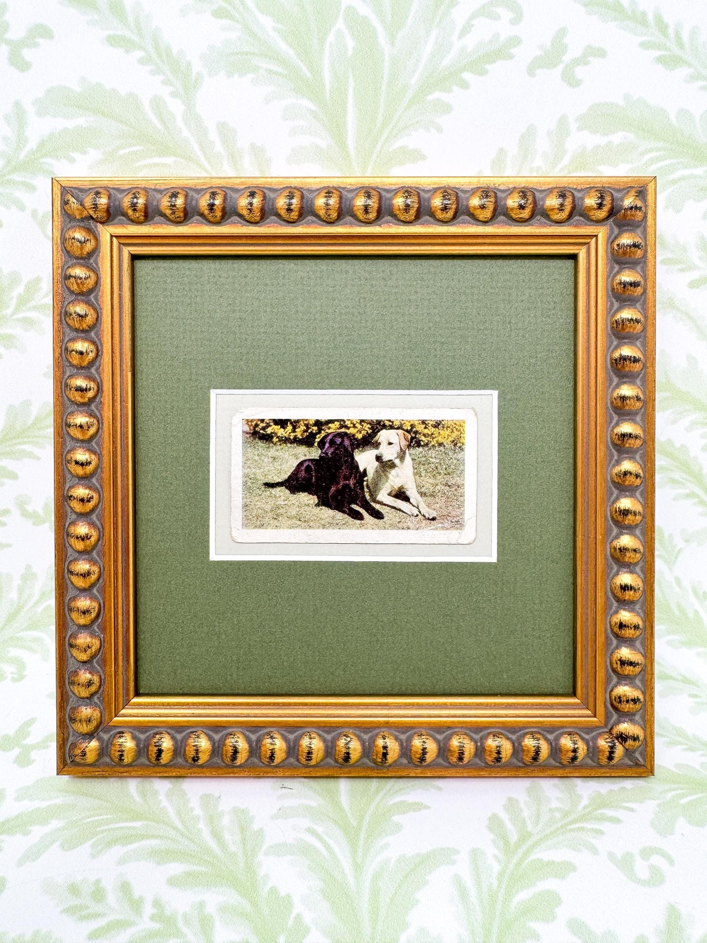 Framed Vintage Dog Cigarette Card c. 1961, Black and Yellow Labrador Retrievers