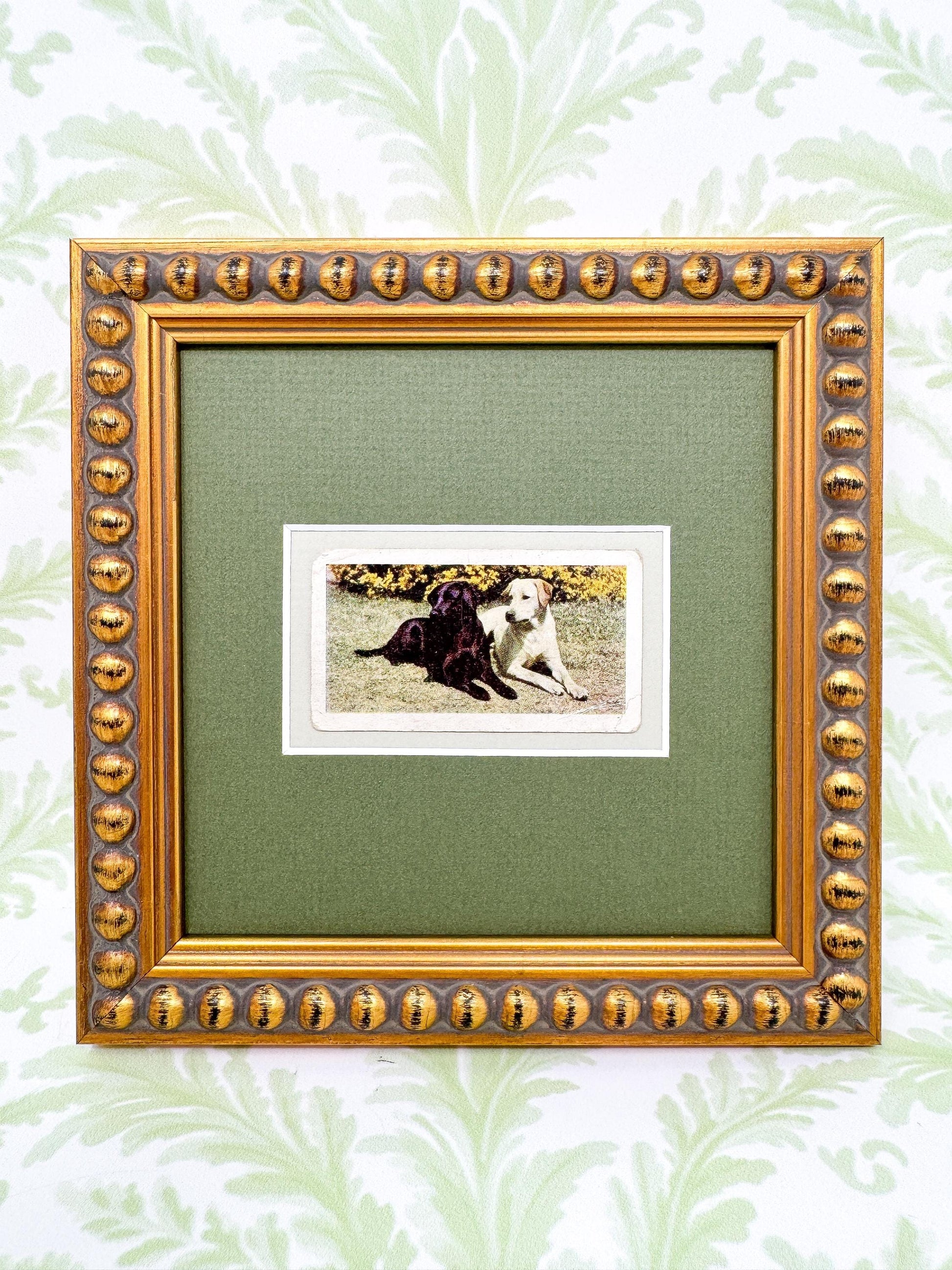 Framed Vintage Dog Cigarette Card c. 1961, Black and Yellow Labrador Retrievers